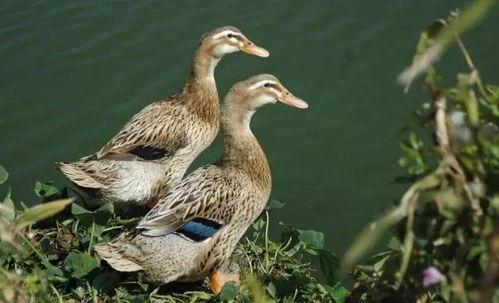 大鸭吃瓜娃娃视频大全,趣味横生的欢乐瞬间大盘点